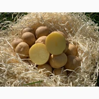Продам насіннєву картоплю сорт Скарбниця (1 репродукція)