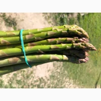 Продам спаржу
