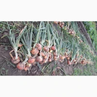Продам молоду цибулю Штудгарт, Сноуболл