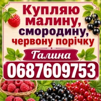Купляю Малину, смородину та червону порічку