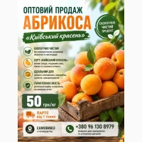 Продам абрикос Київський красень. ОПТ від 1 т. 50 грн/кг. САМОВИВІЗ