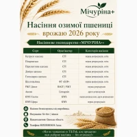 Насіння озимої пшениці врожаю 2026 року від виробника