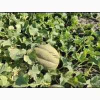 Продам кавун, опт. Сорт продюсер