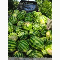 Продам кавун, опт. Сорт продюсер