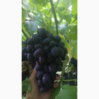 Продам столовий виноград