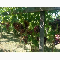 Продам столовий виноград