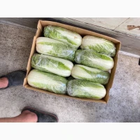 Продам пекінську капусту