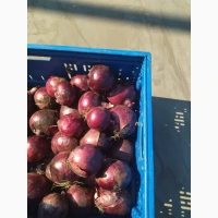 Цибуля ріпчаста червона марс