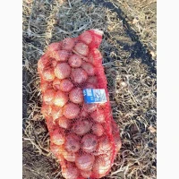 Продам цибулю сорт Дерек