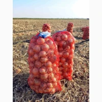 Продам цибулю сорт Дерек