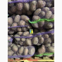 Продам картоплю Есмі (Esmee) – елітна голландка