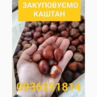 Купуємо каштани