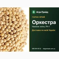 Насіння: горох ярий Оркестра - еліта, РН-1
