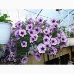 Продам цветы Сульфиния, Киев Оболонь