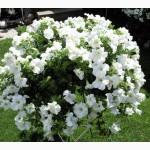 Продам цветы Сульфиния, Киев Оболонь