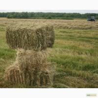 Продам сено луговое в тюках