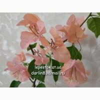 Бугенвиллия Vera Deep Purple, бугенвиллея