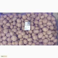 Продам семенной картофель, Ривьера, Тоскана. Элита, I, ll репродукция