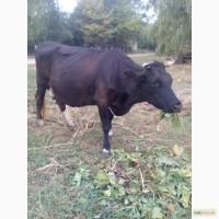 Продаю добру корову