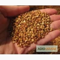 Продам семена гречихи Девятка, Дикуль, Украинка