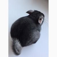 Шиншилла Chinchilla