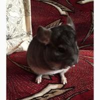 Шиншилла Chinchilla