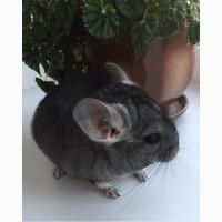 Шиншилла Chinchilla