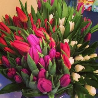 Прекрасный Голландский тюльпан к 8 марта