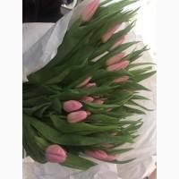 Прекрасный Голландский тюльпан к 8 марта