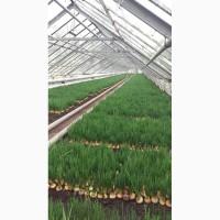 Петрушку продам укроп