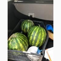 Продам арбуз оптом