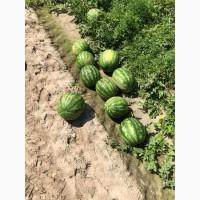 Продам арбуз оптом