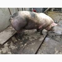 Продам свиней живым весом