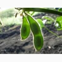 Оптовая закупка С/Х продукции-Соя.Самовывоз