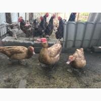 Мускусні каченята