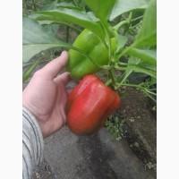 Продам сладкий перец(красный)