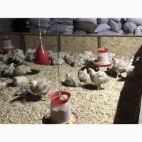 Продам тушки домашних бройлеров откормленные на кукурузе