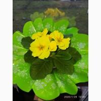 Продам примулу оптом