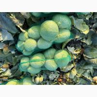 Продам капусту Агрессор