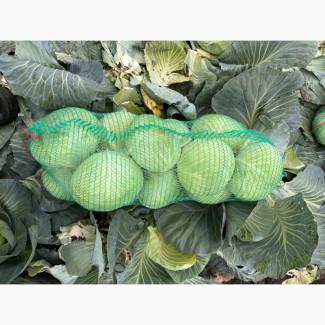 Продам капусту Агрессор