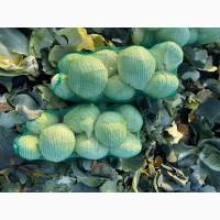 Продам капусту Агрессор