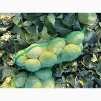 Продам капусту Агрессор