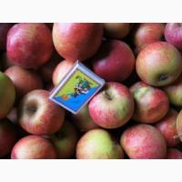 Яблуко з особистого саду