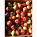 Яблуко з особистого саду