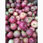 Яблуко з особистого саду