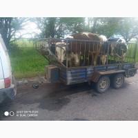 Куплю КРС, ВРХ, вынужденый забой