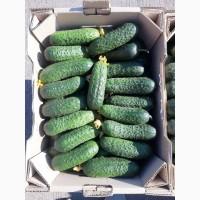Огурцы тепличные