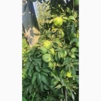 Продам яблука оптом в вашу тару