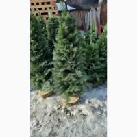 Продам, ялинка, из веточек смерека, новогодняя сосна