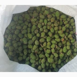 Продам шишки